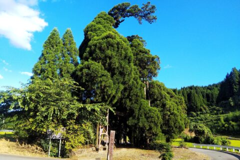 阿弥陀杉